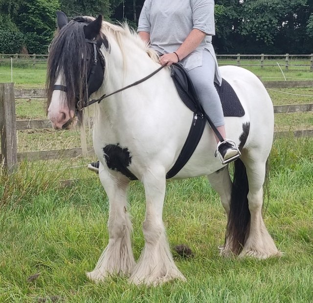 Preview of the first image of Ride and drive cob gelding for loan.