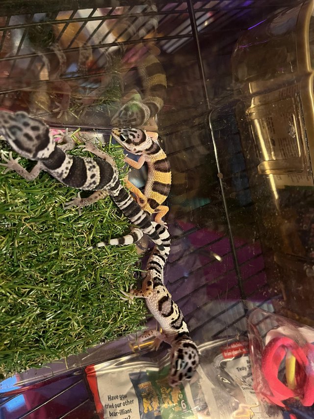 Preview of the first image of Baby leopard gecko for sale.