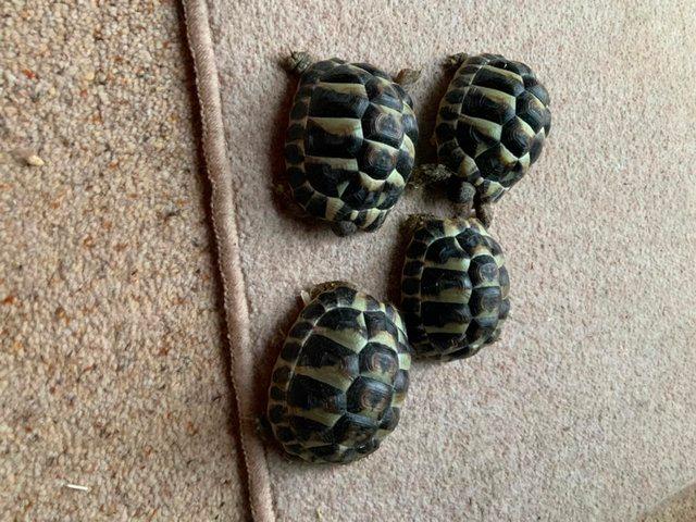 Preview of the first image of Two year old Hermanns Tortoises.