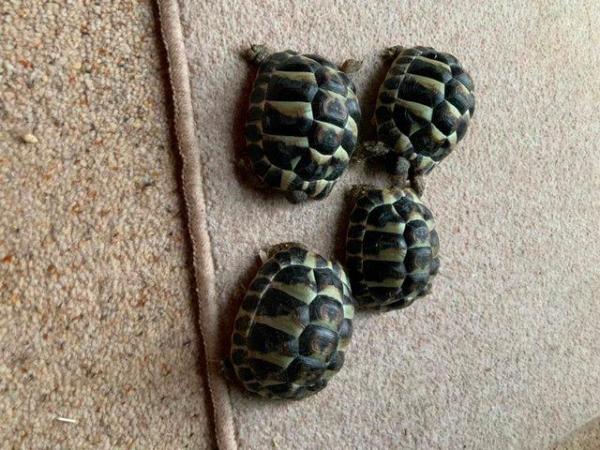 Image 1 of Two year old Hermanns Tortoises