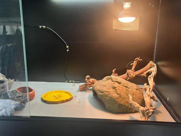 Image 4 of 2 year old Female Orange het Zero Bearded Dragon with setup