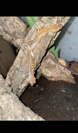 Image 2 of Baby crested gecko’s for sale!!!