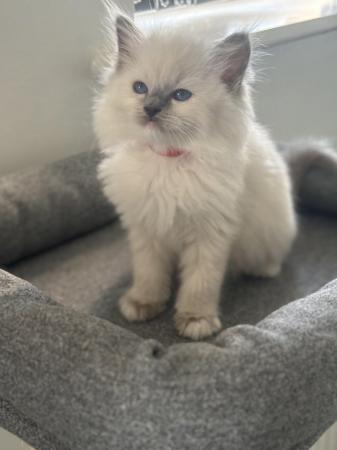 Image 6 of Gccf/tica active blue mitted kittens  available to reserve