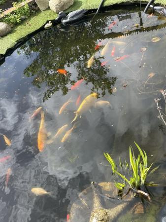 Image 7 of Pond fish - koi, carp, goldfish & pond