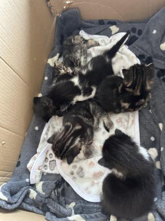 Image 18 of Kittens for sale ready 23rd may