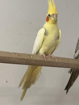 Image 2 of Cockatiels for sales 12-18 month old