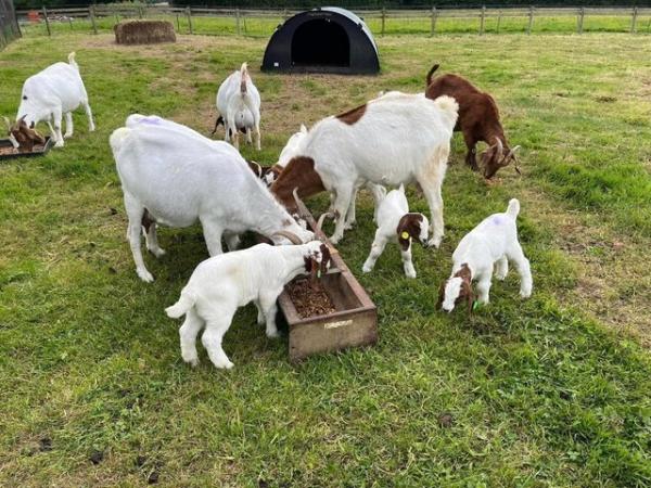 Image 5 of Lovely Pedigree Boer Goat kids