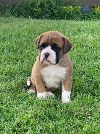 Image 17 of READY SOON!!!!Stunning 3rd generation boxer puppies