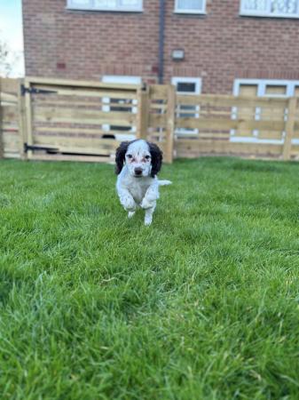 Image 6 of 1 white/brown Sprocker spaniel left, ready to leave