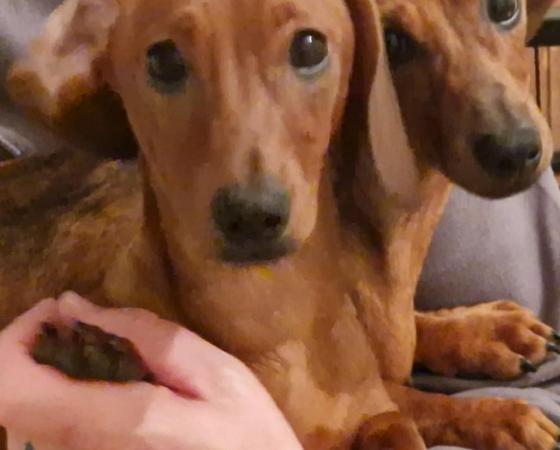 Image 15 of Adorable Miniature smooth Dachshund puppies ready now.