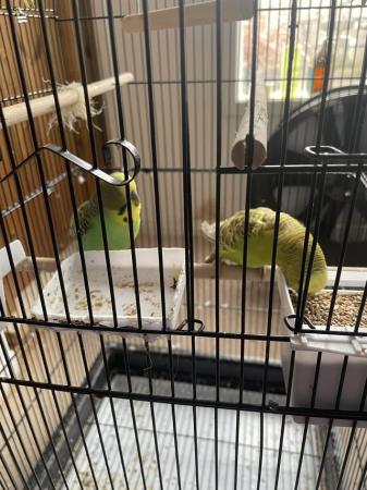 Image 4 of Budgies with cage bonded pair
