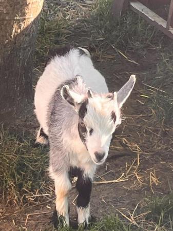 Image 1 of Pygmy goat kid male (castrated)