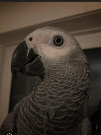 Image 1 of African grey talking parrot