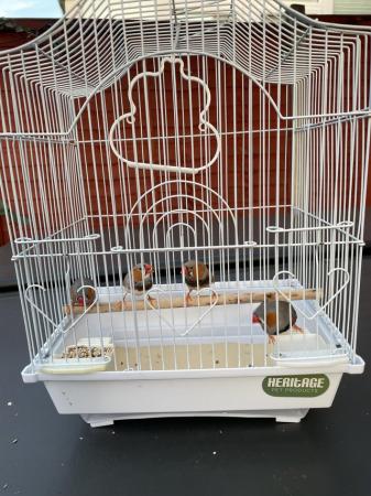 Image 1 of Zebra Finches for sale £10 each