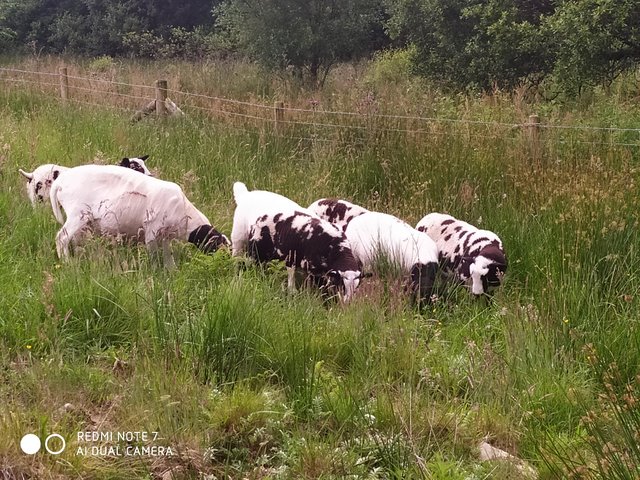 Preview of the first image of Selection of Dutch Spotted X ram lambs.