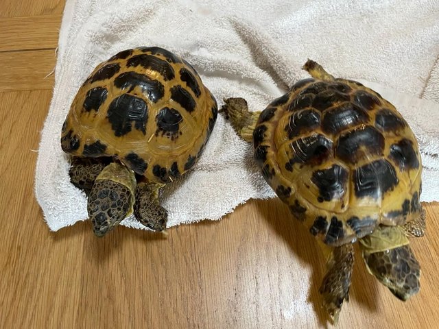 Preview of the first image of A pair of Horsfield male pet tortoises.