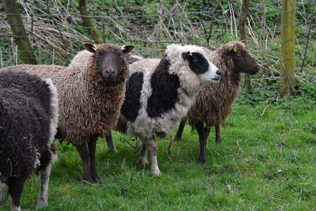 Image 2 of Shetland shearling and hogget ewes
