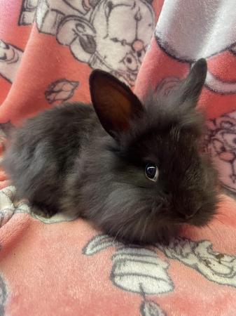 Image 1 of Beautiful 7 week old bunnies for sale.