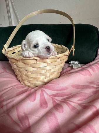 Image 1 of ?? Adorable Maltese Puppies for Sale! ??