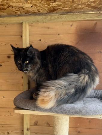 Image 4 of Maine Coon females looking new home