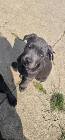 Image 7 of Absolutely stunning Cane Corso puppies!