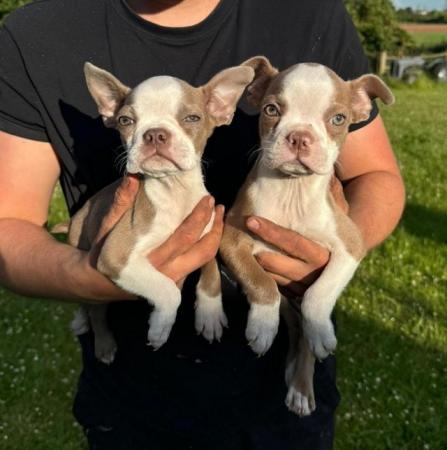 Image 31 of chunky rare colours full pedigree blue eyed Boston terriers