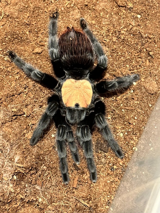 Preview of the first image of Tarantulas for sale few good adult females.
