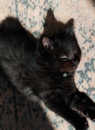 Image 2 of URGENT 2 female Black kittens Beautiful ready To Collect