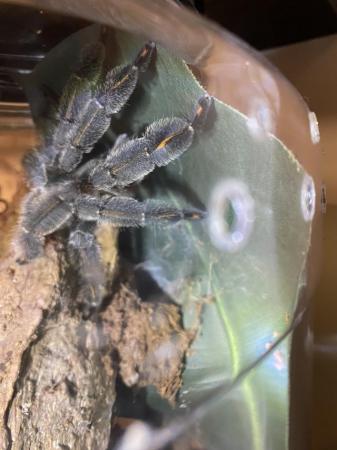 Image 1 of MM Psalmopoeus Irminia tarantula