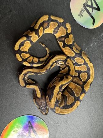 Image 7 of CB23 0.1 Fire OD Het pied royal/ball python baby