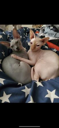 Image 5 of 2 gorgeous Sphynx cats for a 1st class home only.