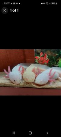 Image 2 of 10 x Axolotl eggs laid 27th December