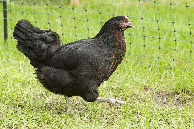 Image 3 of 18 week point of lay chickens