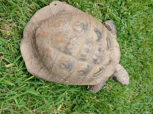 Advert B - Male Hermann's Tortoise — Pets & Animals in Braintree