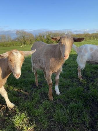 Image 2 of Friendly golden guernsey cross Wether goats