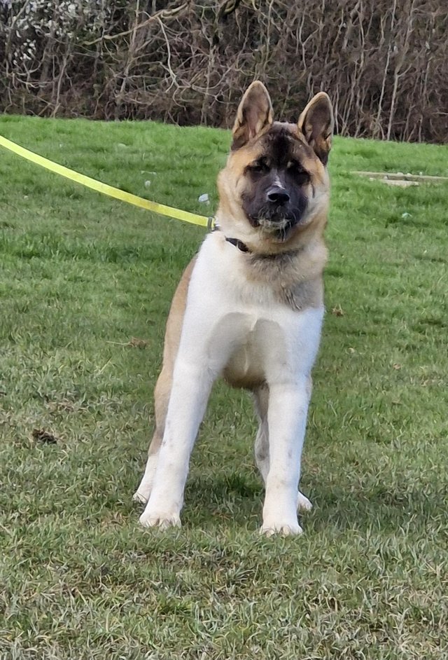 Preview of the first image of 7 month old Akita female.