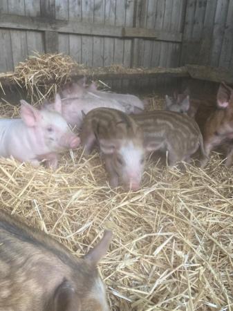 Image 1 of Weaners peachling/welsh x iron age for sale