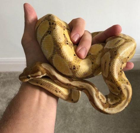 Image 3 of Banana Pastel Male Royal/Ball Python for sale