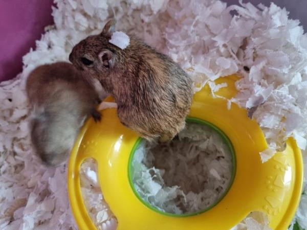 Image 8 of 2 Female Gerbils with complete set up.