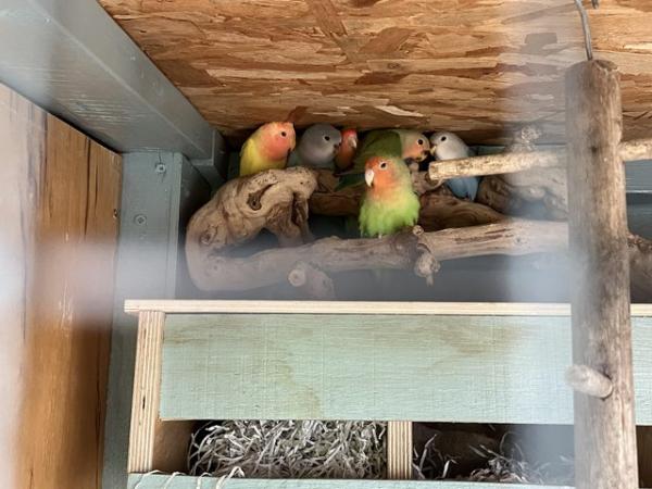 Image 3 of Young peach faced lovebirds for sale