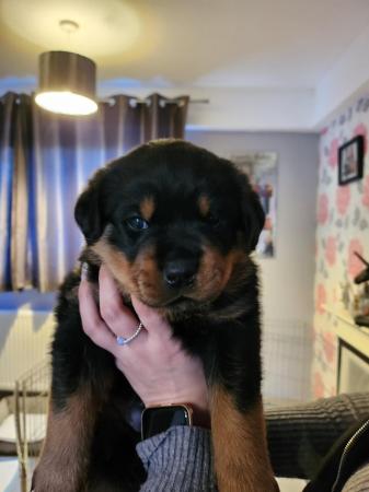 Image 11 of Beautiful chunky rottweiler puppies