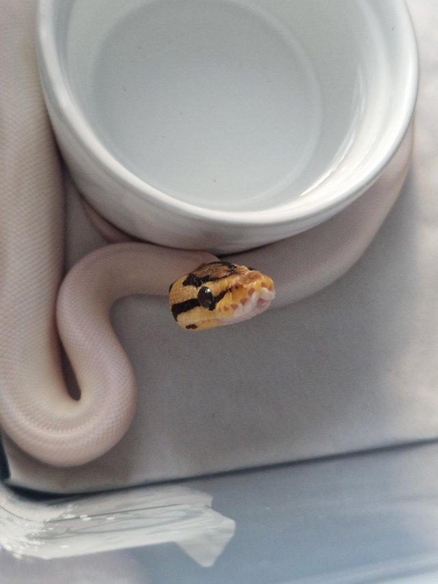 Preview of the first image of Bumblebee pied royal python ( female ).