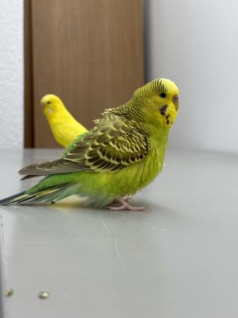 Image 4 of 1 year old budgies . A male and a female