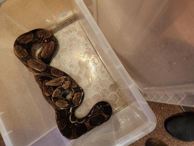 Preview of the first image of MALE ADULT BOA IS HANDABLE AND FEEDS EVERYTIME.