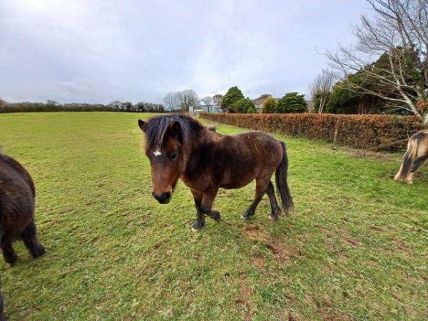 Image 1 of Rising 3 Dartmoor Hill Pony gelding Bay