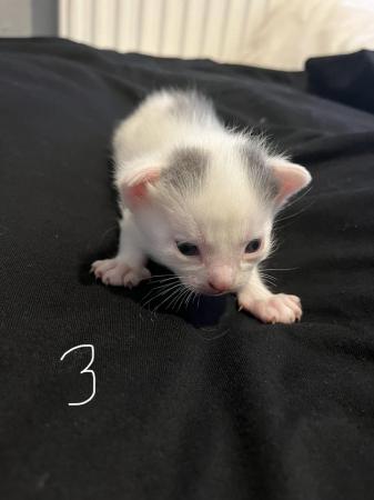 Image 13 of Beautiful kitten for sale. *ALL SOLD*