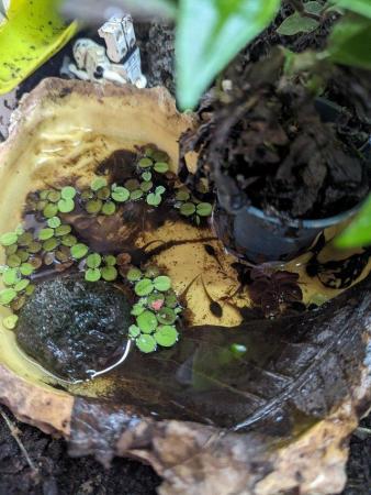 Image 1 of Poison dart frog tadpole (Santa Isabel)