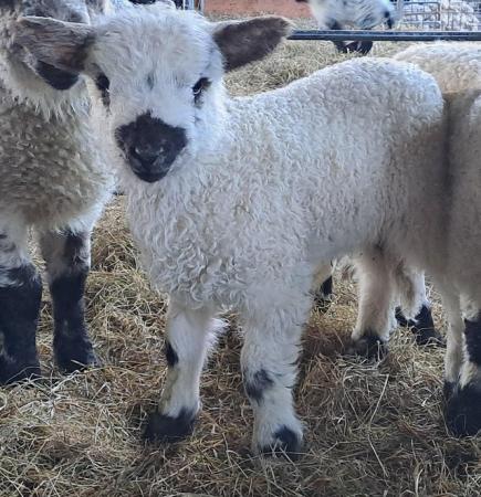 Image 3 of Valais blacknose x lambs