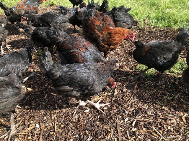 Preview of the first image of French  copper maran chickens for sale.