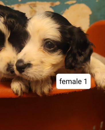 Image 17 of Springer spaniel puppies for sale!